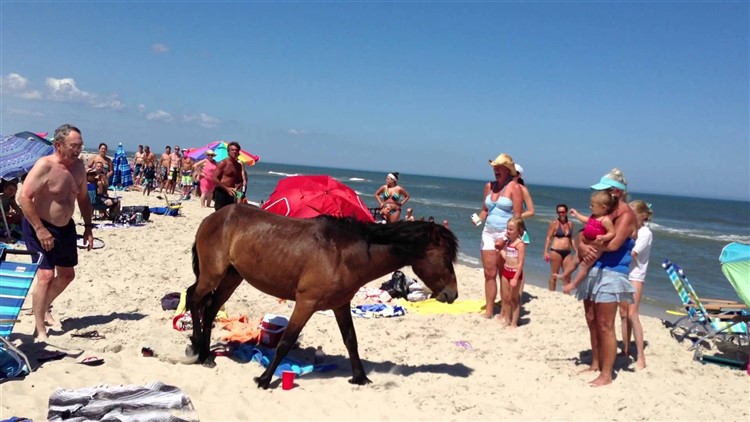 Horsing Around - Assateague Island & Ocean City